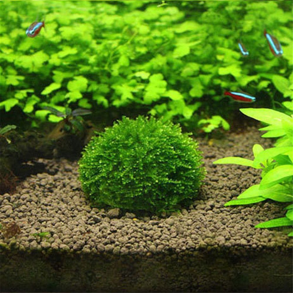 Marine Aquarium All In One - Yeni Plastik Süspansiyonlu Yosun Kubbesi Yarım