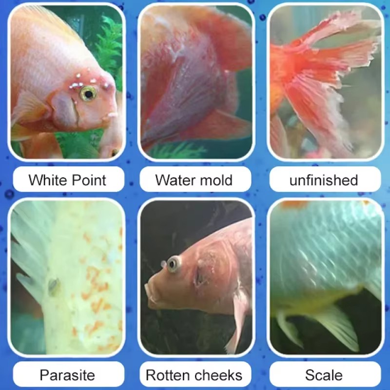 SIKEZHAN Balık Hastalığı Tedav - Marine Aquarium Bacteria incelemesi ve fiyatı